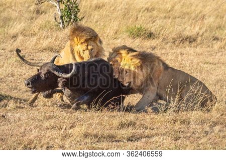 Three Male Lion Bite Cape Buffalo Hindquarters