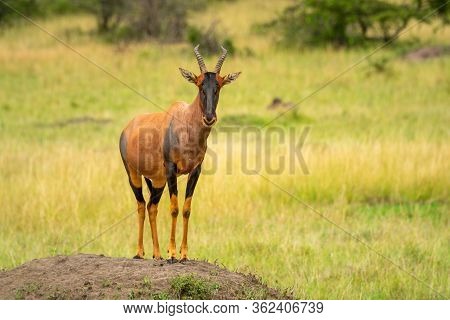 Topi Stands On Dirt Mound Watching Camera