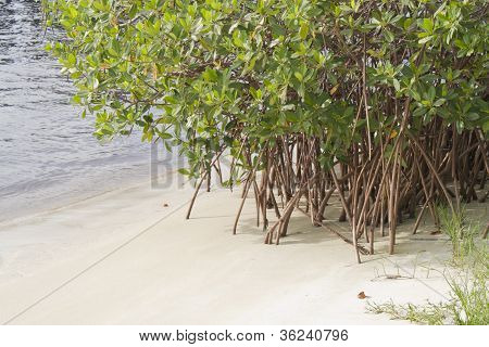 Mangrove rødder