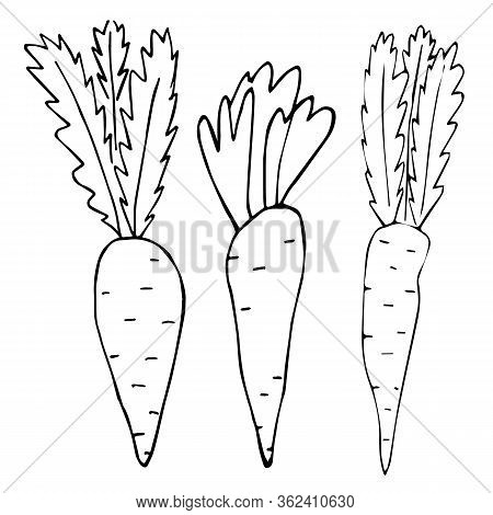 Cartoon of three carrots without fill on an isolated white background. Set. Doodle style. Vector and stock illustration. For print on fabric, clothes, wallpaper, icon for social network.