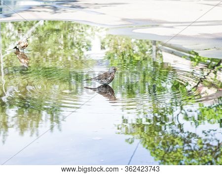 Throstle Bathes In A Puddle. Song Birds Flew To Nesting Place In Moscow
