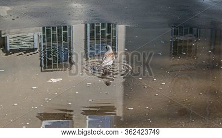 Throstle Bathes In A Puddle. Song Birds Flew To Nesting Place In Moscow