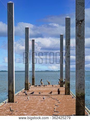 Old Pier Covered With Seagulls, Pelicans And Guano With A Plastic Owl To Scare Off Birds