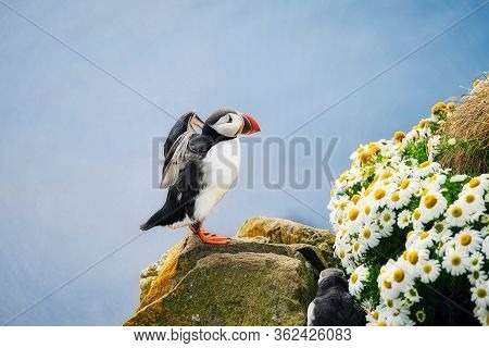 Puffin In Iceland. Seabird On Sheer Cliffs. Birds On The Westfjord In Iceland. Composition With Wild