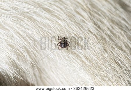 Encephalitis Tick Insect Crawling On Animal Hair. Ixodes Ricinus Or Dermacentor Variabilis