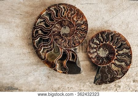 Ammonites Fossil Shell On Wooden Background. Top View. Copy, Empty Space For Text. Polished Half Of 