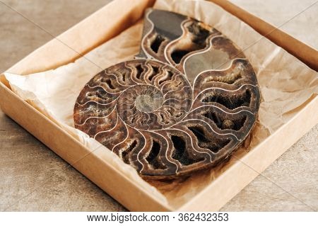 Ammonite Fossil Shell On Wooden Background. Top View. Copy, Empty Space For Text. Polished Half Of P