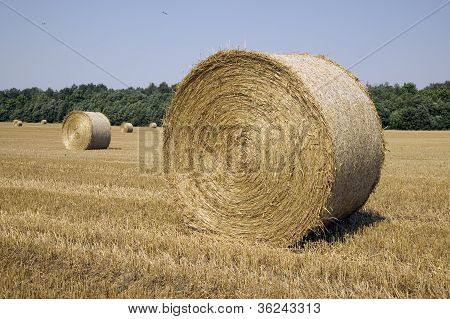 Wielu Haycocks w polu