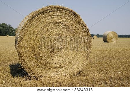 Wielu Haycocks w polu