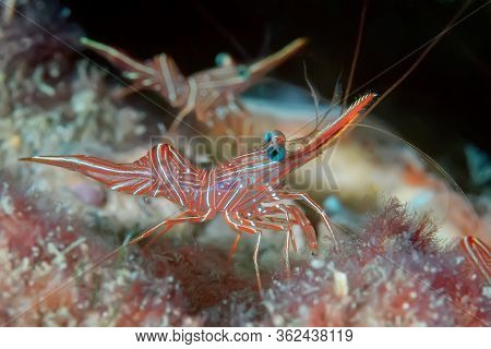 The Articulated-billed Shrimp (rhynchocinetes Durbanensis) On The Coral Reef Are Distinguished By Br