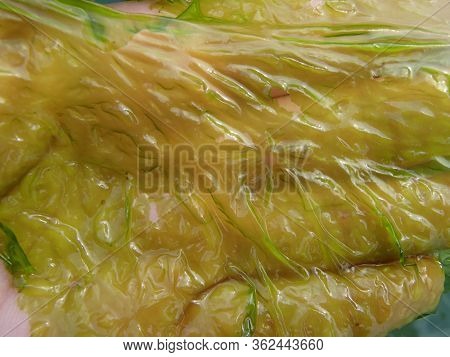 Ulva Armoricana Green Seaweed in Human Hand