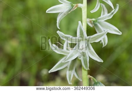 Photos Of Various Wild Plants And Wild Flowers
