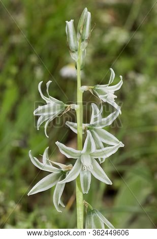 Photos Of Various Wild Plants And Wild Flowers