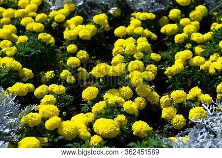 Yellow Dahlias Also Called Geraniums. Dahlia Bordered Kenora Macop, Dahlia Multicolored Decorative M