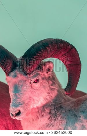Beasts Of Myth And Legend. Evil Monster With Devil Horns. Actually A Male Dall Sheep (ovis Dalli) Ov