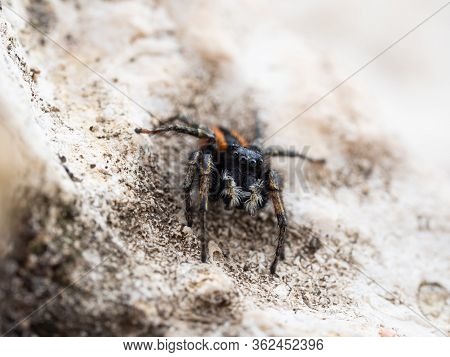Philaeus Chrysops Male, Jumping Spider Red And Black Color