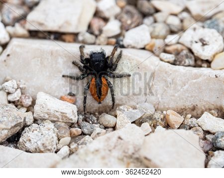 Philaeus Chrysops Male, Jumping Spider Red And Black Color