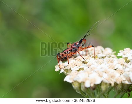 Assassin Bug (rhynocoris Iracundus) Sitting On A White Flower, Ready To Attack