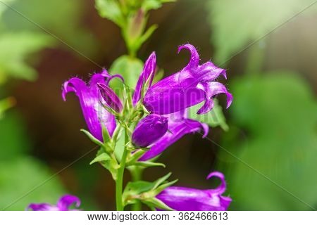 Campanula Persicifolia, The Peach-leaved Bellflower, Is A Flowering Plant Species In The Family Camp