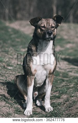 Sad Dog. Homeless Dog. A Sad Dog Is Sitting On The Ground. Dog In The Nature. Homeless Doggy With A 