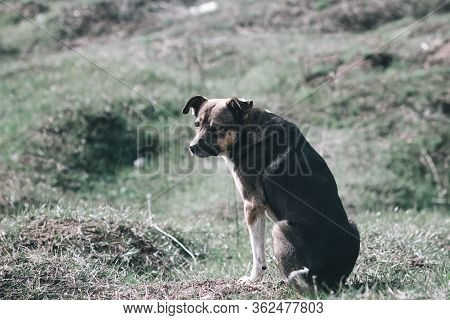 Sad Dog. Homeless Dog. A Sad Dog Is Sitting On The Ground. Dog In The Nature. Homeless Doggy With A 