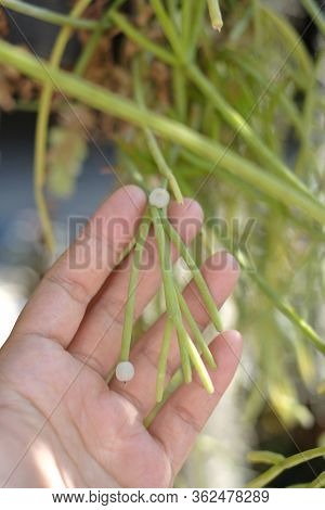 Woman Hand Holding Rhipsalis Baccifera In The Garden
