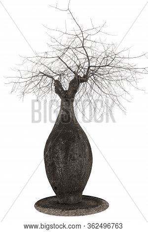 A Large Baobab Shaped Like A Bottle And Dry Spreading Branches, Close-up On A White Background. Isol