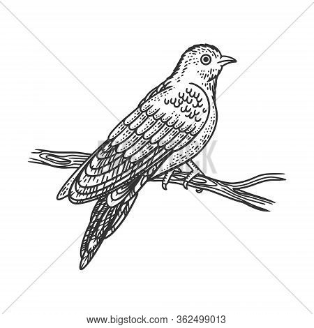 Cuckoo Bird Sketch Engraving Vector Illustration. T-shirt Apparel Print Design. Scratch Board Imitat