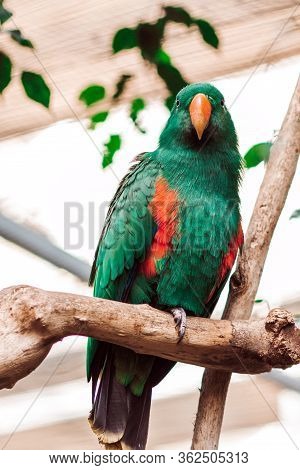 Eclectus Parrot, Eclectus Roratus Sitting On A Tree Branch With Sunshine Pouring Overhead. Close Up 