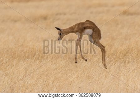 Young Springbok Ram Pronking In The Grass