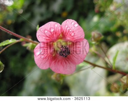 Una flor rosa después de la lluvia
