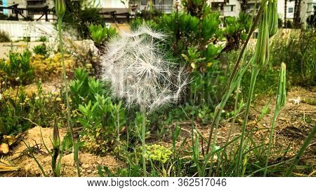 White Dandelion Flower Head Seads With Green Background
