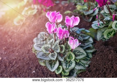 Just Planted Bright Magenta Colored Cyclamen Flowers With Green Leaves In The Ground.decoration Flow