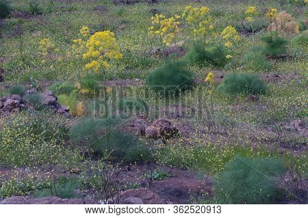 Large Yellow Flowers Of Ferula Linkii And Small Yellow Flowers Of Shortpod Mustard.