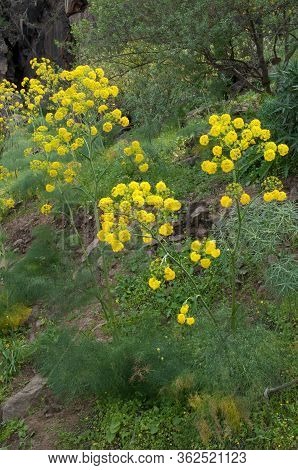 Plants Of Ferula Linkii In Flower At Inagua.