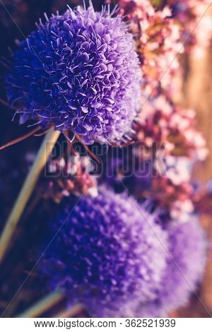Close Up Of Echinops. Wild Flowers Summer Bouquet