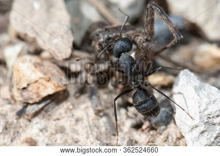 Ant Camponotus Feae Carrying A Spider To The Anthill.
