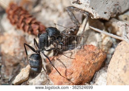 Ant Camponotus Feae Carrying A Spider To The Anthill.