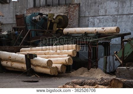 Bark Removal From Large Logs On Sawmill. Preparation Of The Wooden Logs To Sawing On A Cutting Line 