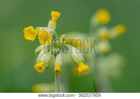 Close Up Of A Common Cowslip (primula Veris) Plant In Bloom