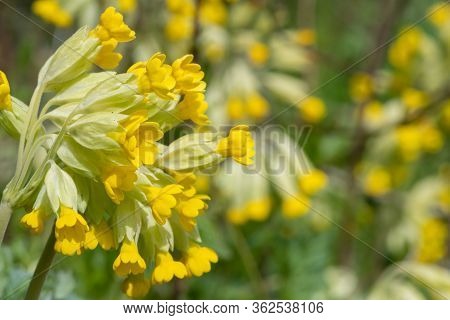 Common Cowslips (primula Veris)