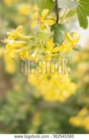Yellow Flowers Of Currant. Ribes Aureum Pursh. Selective Focus. Creative Vintage Background