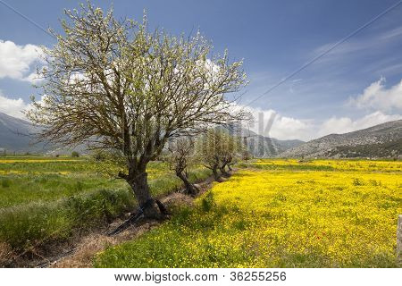 Lassithi Yaylası, Crete, Yunanistan