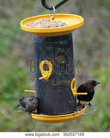 Two Brown Cowbirds Eating Seeds On The Bird Feeder