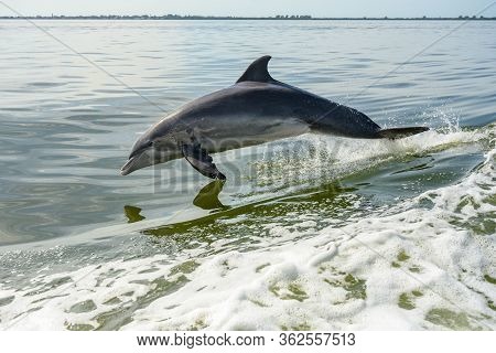 Dolphin Jump In The Gulf Of Mexico On Clear Day