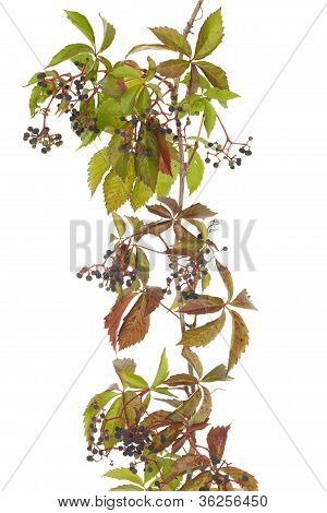 Boston Ivy
