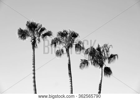 Palm Trees On The Streets Of Los Angeles\ncolorful Palm Tree Background For Web Design.