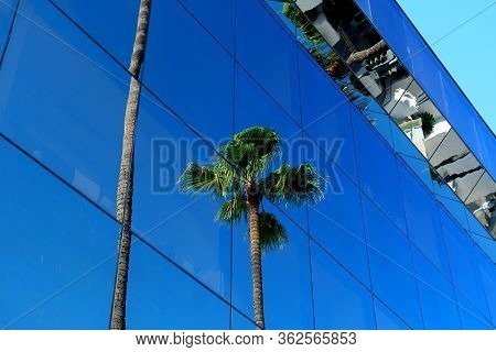 Palm Trees On The Streets Of Los Angeles
Colorful Palm Tree Background For Web Design.
