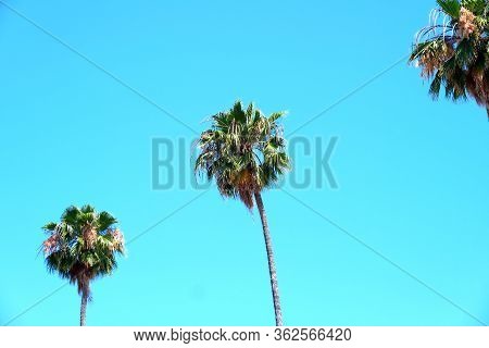 Palm Trees On The Streets Of Los Angeles
Colorful Palm Tree Background For Web Design.