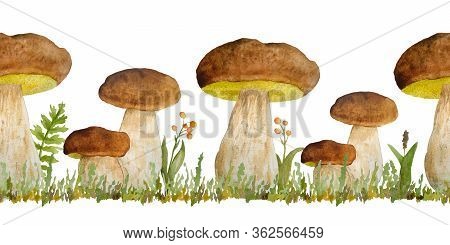 Hand Drawn Watercolor Seamless Horizontal Border Illustration Of Porcini Cep Edible Boletus Mushroom